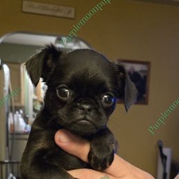 Girl 1 - Black and tan female Brussels Griffon puppy in Burton, Michigan from Purple Moon Pups
