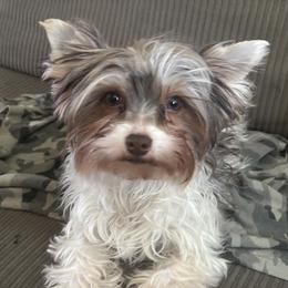 Sissy - Yorkshire Terrier