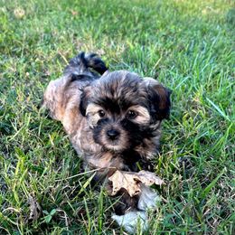 Havanese, Havapoo, and Poodle Puppies from Parlor Pups