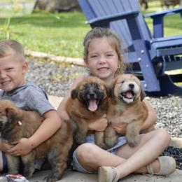 Soft Coated Wheaten Terriers from Ironwood Ridge Kennels