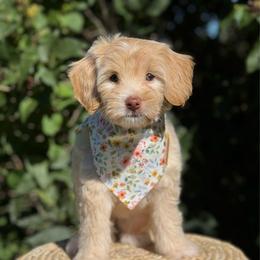 Purple Girl - Apricot female Goldendoodle puppy in Lowville, New York from DM Hilltop FURfamily