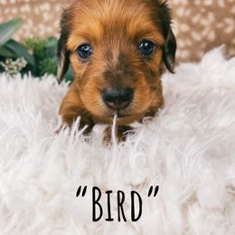 Dachshund Puppies from Brandenburg Beenies