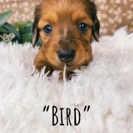 Dachshund Puppies from Brandenburg Beenies