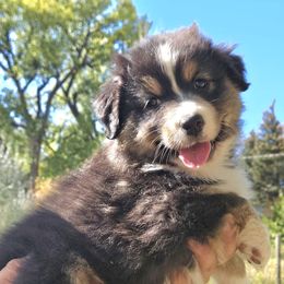 Wednesday - Black tri-color female Australian Shepherd puppy in Wheatland, Wyoming from Jorvik Australian Shepherds