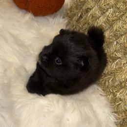 Boy 1 - Black male Pomeranian puppy in Tucson, Arizona from Pomutopia