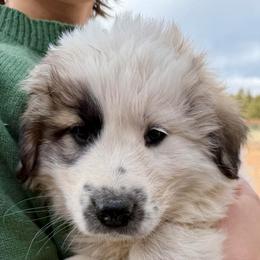Valentino- blue - Badger male Colorado Mountain Dog puppy in Cotopaxi, Colorado from Once Upon A Moose (OUM)