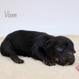 Vixen - Black tri-color female Aussiedoodle puppy in Foxworth, Mississippi from Ten Mile Aussies