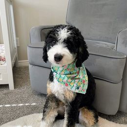 Sammie - Bernedoodle