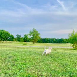 Labrador Retriever and Poodle Puppies from Laird Farms