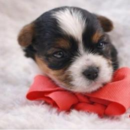Rossie - Black tan and white female Biewer Terrier puppy in Concord, California from Puppy Boutique