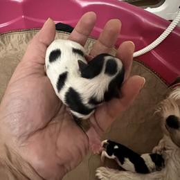 Janet - Black tan and white female Biewer Terrier puppy in Stockbridge, Georgia from Jenn’s Georgia Morkies and Biewer Terriers