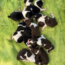 English Springer Spaniel Puppies from Ebenezer Valley ESS