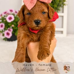 Haven - Red  female Goldendoodle puppy in Atlanta, Georgia from Teddy Puppies