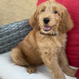 Burberry - Apricot male Goldendoodle puppy in Las Vegas, Nevada from Puppies of the West