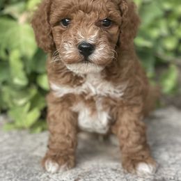 Bernedoodle, Goldendoodle, and Poodle Puppies from Bells Poodles n Doodles