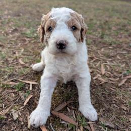 Pink - Parti female Goldendoodle puppy in Midland, North Carolina from Alger Farm, LLC