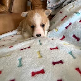 Pup male 1 - White and red male Pembroke Welsh Corgi puppy in Jenkinsburg, Georgia from Red Elephant Farms