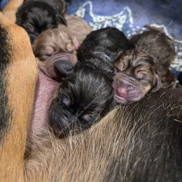 Bloodhound Puppies from Diamond Bloodhound Kennels