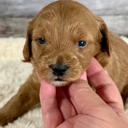 Midna - Apricot female Goldendoodle puppy in Mona, Utah from Hearts Full of Puppies
