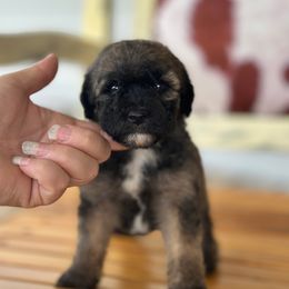 Teal - Wheaten female Whoodle puppy in Youngstown, Florida from Wonderland’s Boujie Kennels