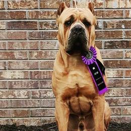 Cane Corso from Vae Victis Cane Corso