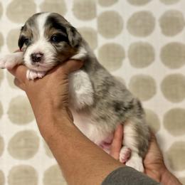 Cypress - Blue merle male Australian Shepherd puppy in Salinas, California from AA Aussies