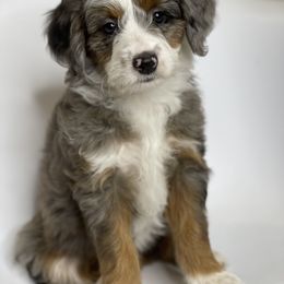 "Ginny" Aussiedoodle and Labradoodle Puppies from McDoodles of Texas