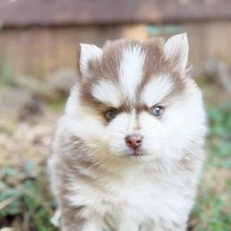 Rubble - Chocolate male Pomsky puppy in Grass Valley, California from Karalot Pomskies