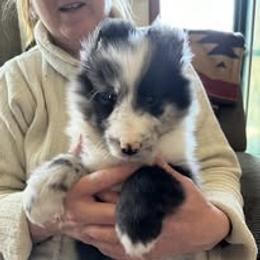 Collie puppies from Cove Run Collies