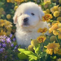 Boy 8 - White male Great Pyrenees puppy in Cedar City, Utah from Forestwood Farms Great Pyrenees