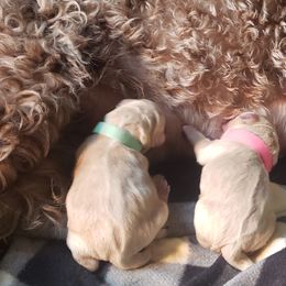 Goldendoodle Puppies from Baby Bell Doodles