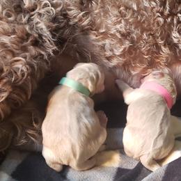 Goldendoodle Puppies from Baby Bell Doodles