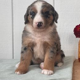 Muffin - Blue merle female Aussiedoodle puppy in Omro, Wisconsin from Crystal Ridge Doodles