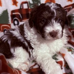 Buster - Red tri-color male Aussiedoodle puppy in Maysville, Missouri from Mini AussieDoodles on Meadow Lane