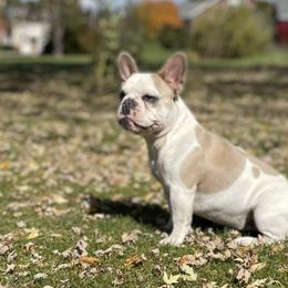 French Bulldogs from Big Piney's Incredibulls