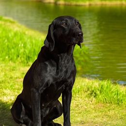 Harley - Labrador Retriever