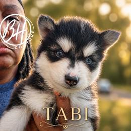 Girl 2 (METATABI aka Tabi) - Black and white female Pomsky puppy in Norfolk, Virginia from 'Brick'House Couture Pomskies