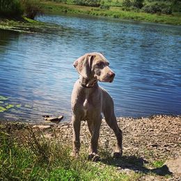 Weimaraner Puppies from Always Faithful Weimaraners