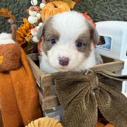Cedar - Blue male Pembroke Welsh Corgi puppy in Paxton, Illinois from McGovern Family Corgis