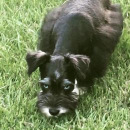 Lilly - Miniature Schnauzer