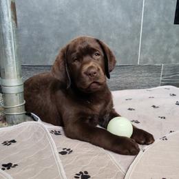 Sampson - Chocolate male Labrador Retriever puppy in Surprise, Arizona from Wizedogs Labradors
