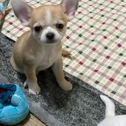 Chihuahua Puppies from Bravo Chihuahuas