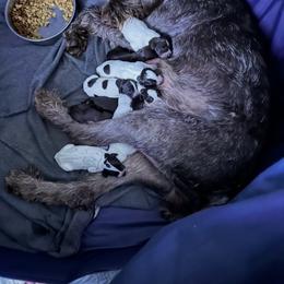 Girl 5 - Liver and white female German Wirehaired Pointer puppy in Oregon City, Oregon from German Wirehaired Versatility Dogs
