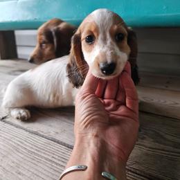 Snoop Dogg - Piebald male Dachshund puppy in Mountain Grove, Missouri from Boot Scootin Pups
