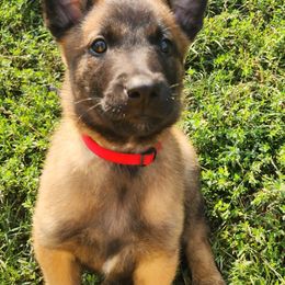 Belgian Malinois and Labrador Retriever Puppies from Wings of Freedom Retrievers and Malinois