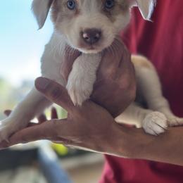 Crème - Yellow male Miniature Australian Shepherd puppy in Big Pine Key, Florida from Smushy Pups