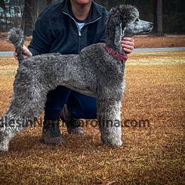 Katie - Poodle