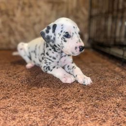 Dalmatian Puppies from The Exquisite Dalmatians
