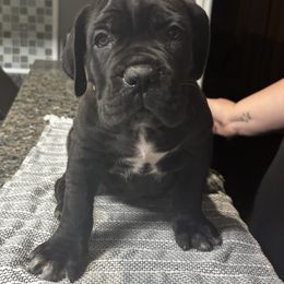 Abby Cadabby - Black brindle female Cane Corso puppy in Beech Island, South Carolina from Relic Cane Corso