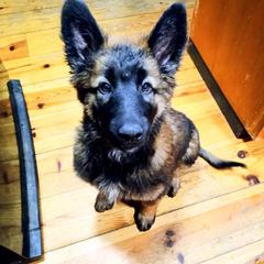 Belgian Tervuren Puppies from Chocorua Working Belgians